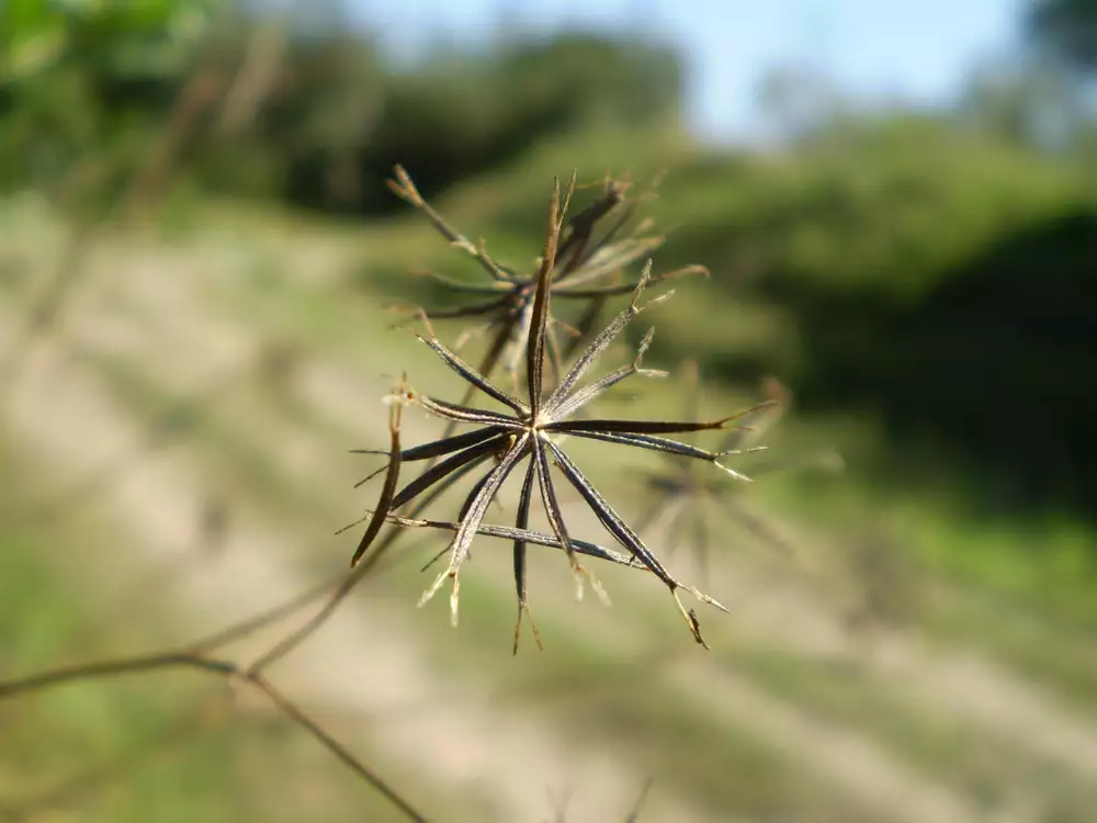 Tribulus Testosteron