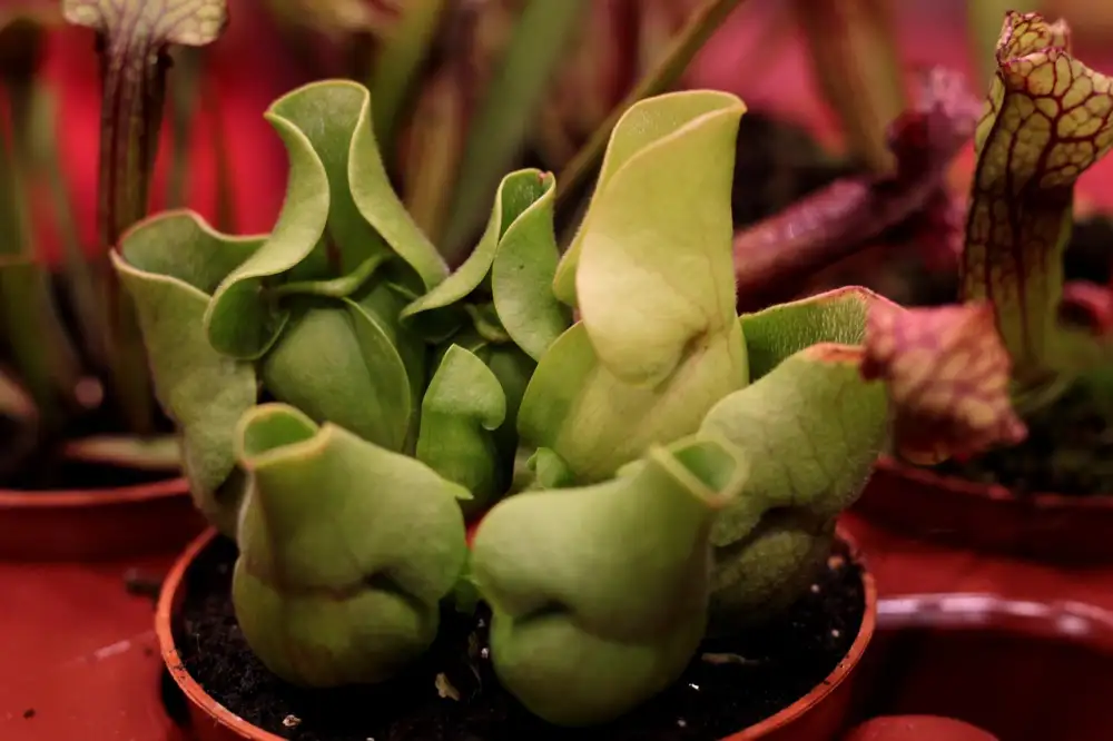 Sarracenia Pěstování