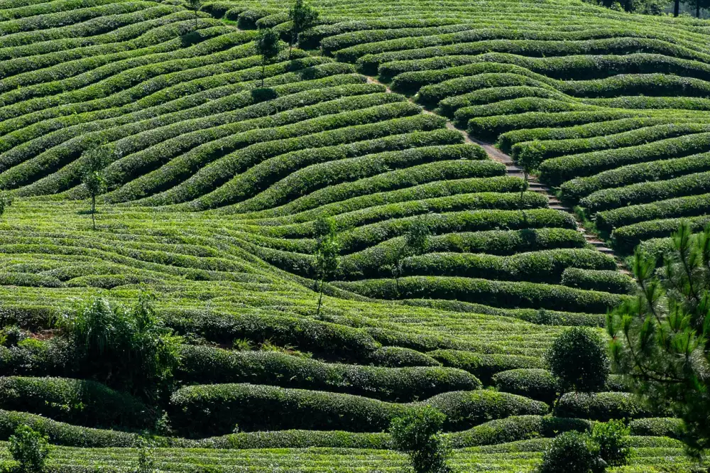 Tea Tree Oil Nežádoucí Účinky